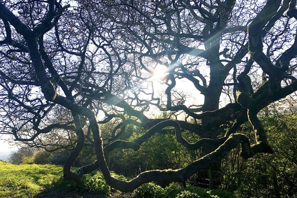 oak-reaching-dusk-web