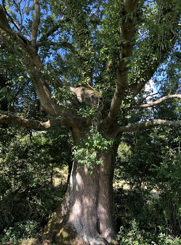 Tree Grail Trees of Glastonbury - The Grail Ash - To The Trees
