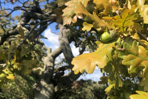 wiggly-oak-autumn