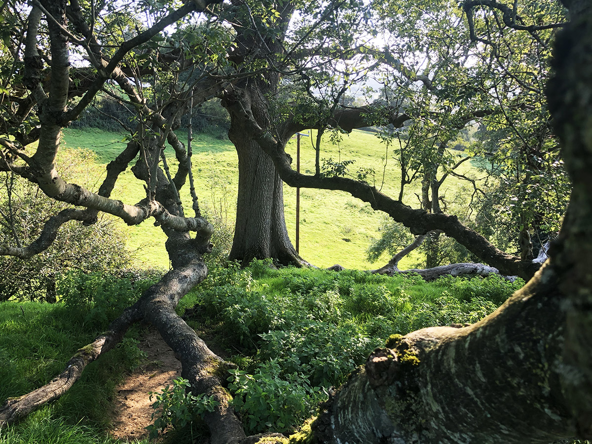 Trees of Glastonbury – The Great White Ash
