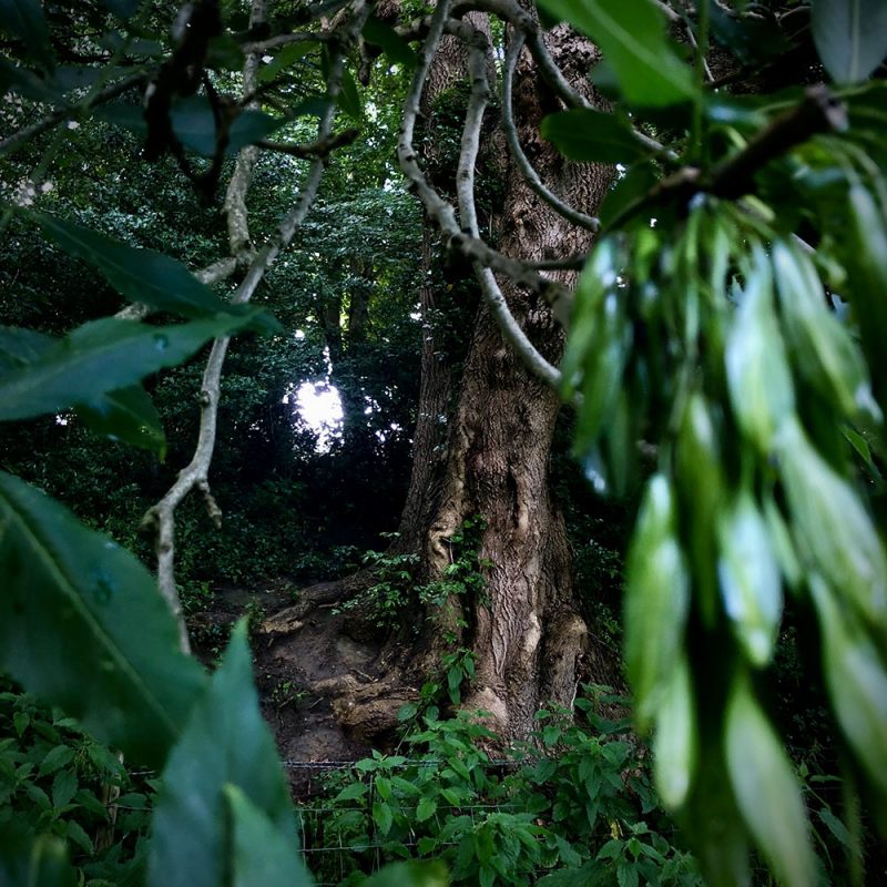 Glastonbury Cemetery Copper Beech Trees To The Trees Edition 20 To