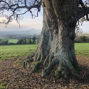 18th Dec - Ancient Oak at West Pennard