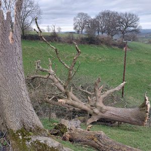 23rd Feb - The remains of the Great ash