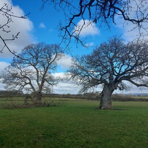 10th March - Veteran Oak in a field Near Glasstonbury