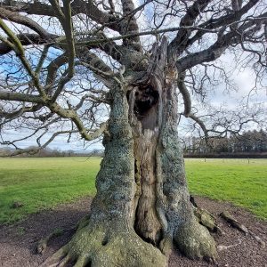 10th March - Veteran Oak in a field Near Glasstonbury