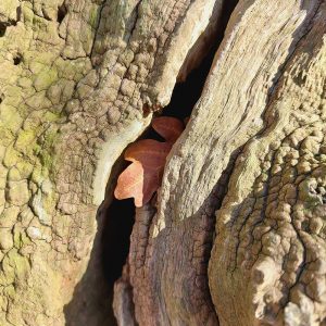 10th March - Oak leaf in Oak Bark