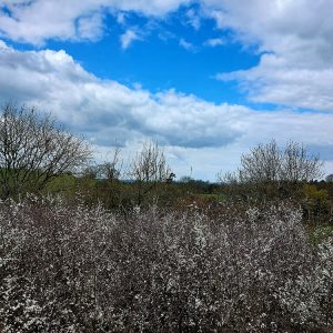 Blackthorn around the Tor - 3rd April 2022