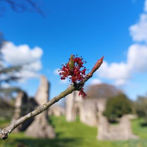 Abbey Red Maple Flower - 9th April 2022