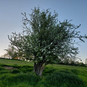 Hawthorn and Tor - Wed 4th May