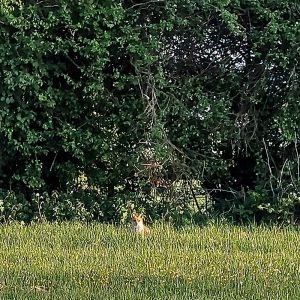 Fox in field - Wed 4th May