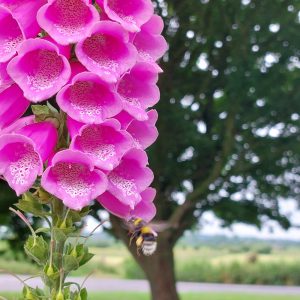 Bee Foxglove - Tue 7th June