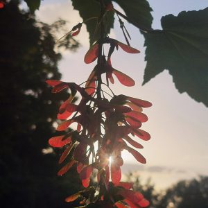 Sycamore Seeds - Fri 10th June