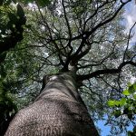 Tree of Heaven - Abbotsbury subtropical gardens - 25/06/22