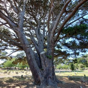 Veteran Monterey pine - Weymouth - 23/06/22h