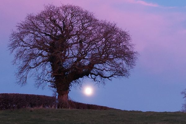 Oak full moon - Feb 2023
