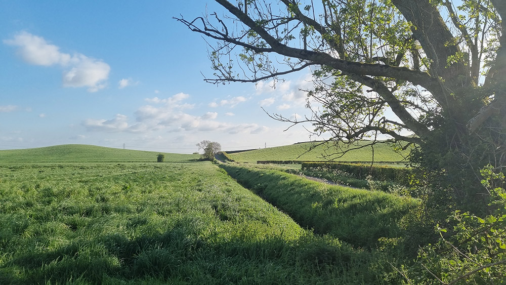 Emergence – To The Trees Edition #74