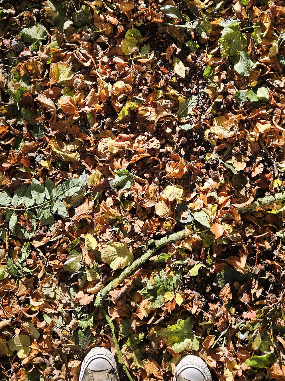 Notes From Autumn  – To The Trees Edition #80