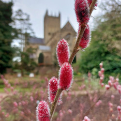10th Feb - Mount Aso Willow - Bishop's Palace, Wells