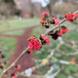 10th Feb - Persian Ironwood - Bishop's Palace, Wells