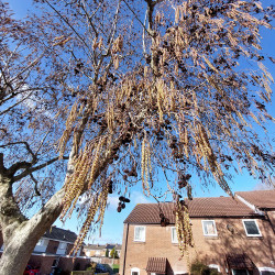 10th Feb - Alder in Bloom
