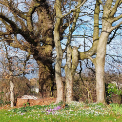 12th Feb - Beech Archway and Snowdrops