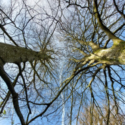 12th Feb - Double Beech Bushy Coombe