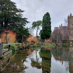 10th Feb - View of Wells Cathedral from Bishops Palace Gardens