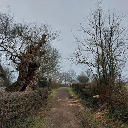 23rd Jan - Gog Magog - Before the fence