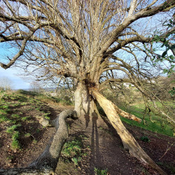 12th Feb - Grandmother Lime