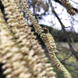 29th Jan - Hazel, male and female flowers - Tor Hill Woods