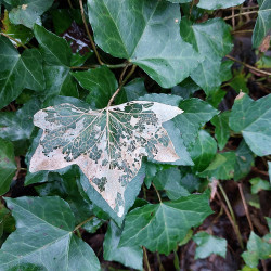 29th Jan - Ivy Skeleton - Tor Hill Woods