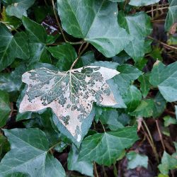 29th Jan - Ivy Skeleton - Tor Hill Woods