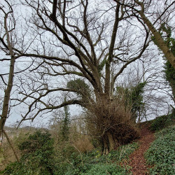 29th Jan - Lime Tor Hill Woods