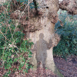 12th Feb - Matt and oak