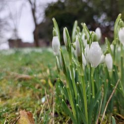 10th Feb - Snowdrops - Bishops Palace Gardens