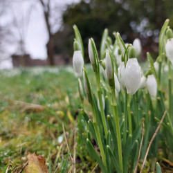 10th Feb - Snowdrops - Bishops Palace Gardens