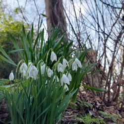 12th Feb - Snowdrops and Daffodils, Bulwarks Lane