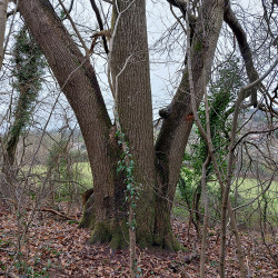 29th Jan - Triple Sweet Chestnut