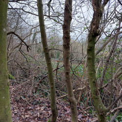 29th Jan - Triple Sycamore