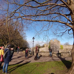 5th Feb - Wells tree walk - Bishop's Palace