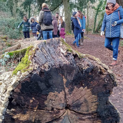 5th Feb - Wells tree walk - Bishop's Palace