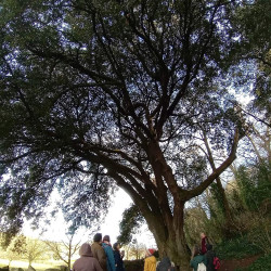 5th Feb - Wells tree walk - Bishop's Palace